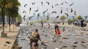 pluie de poissons, phénomène