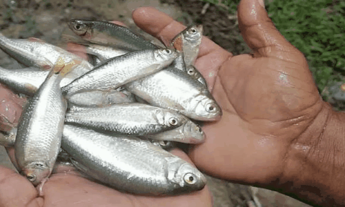 pluie de poissons, phénomène