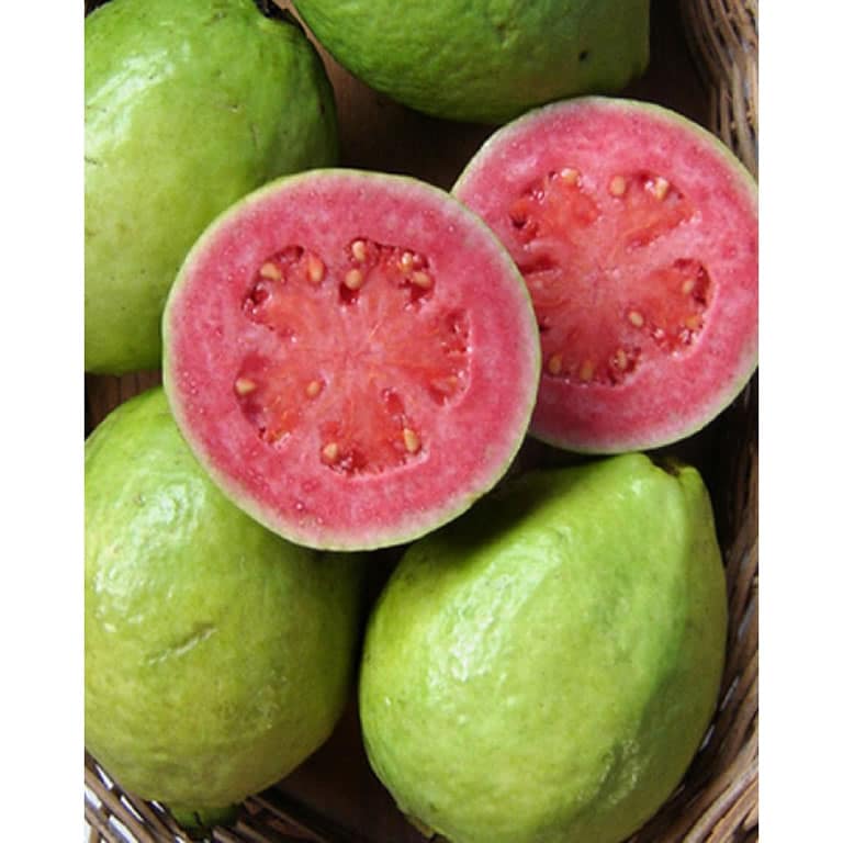 frutas,nocivas,perigosas