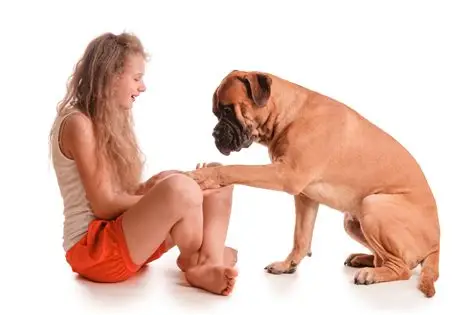 comportamento canino,online,cão
