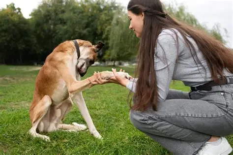 comportamento canino,online,cão