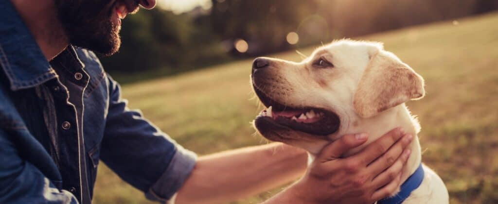 comportamento canino,online,cão