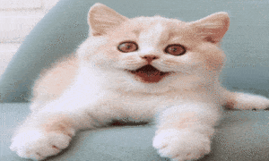 gatinhos,miados,tradutor