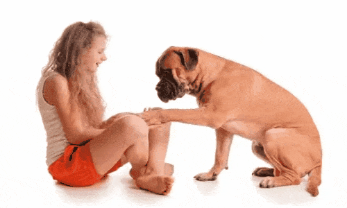 comportamento canino,online,cão